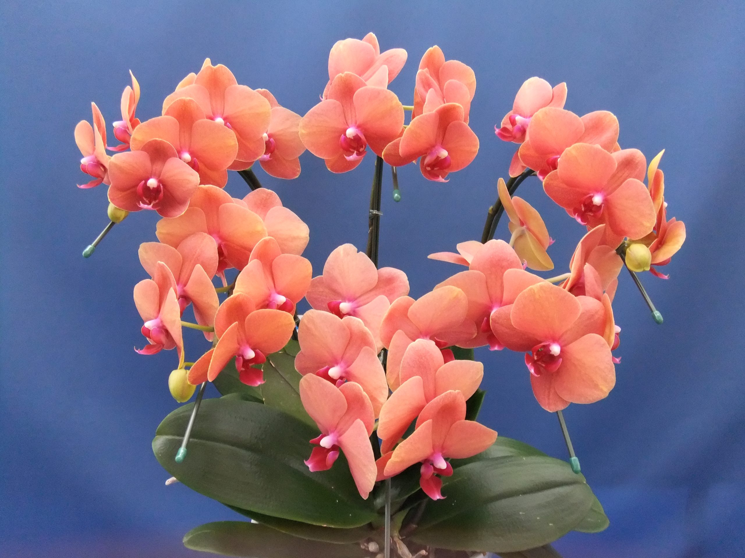 ミディ胡蝶蘭 サーフソング 深大寺オーキット