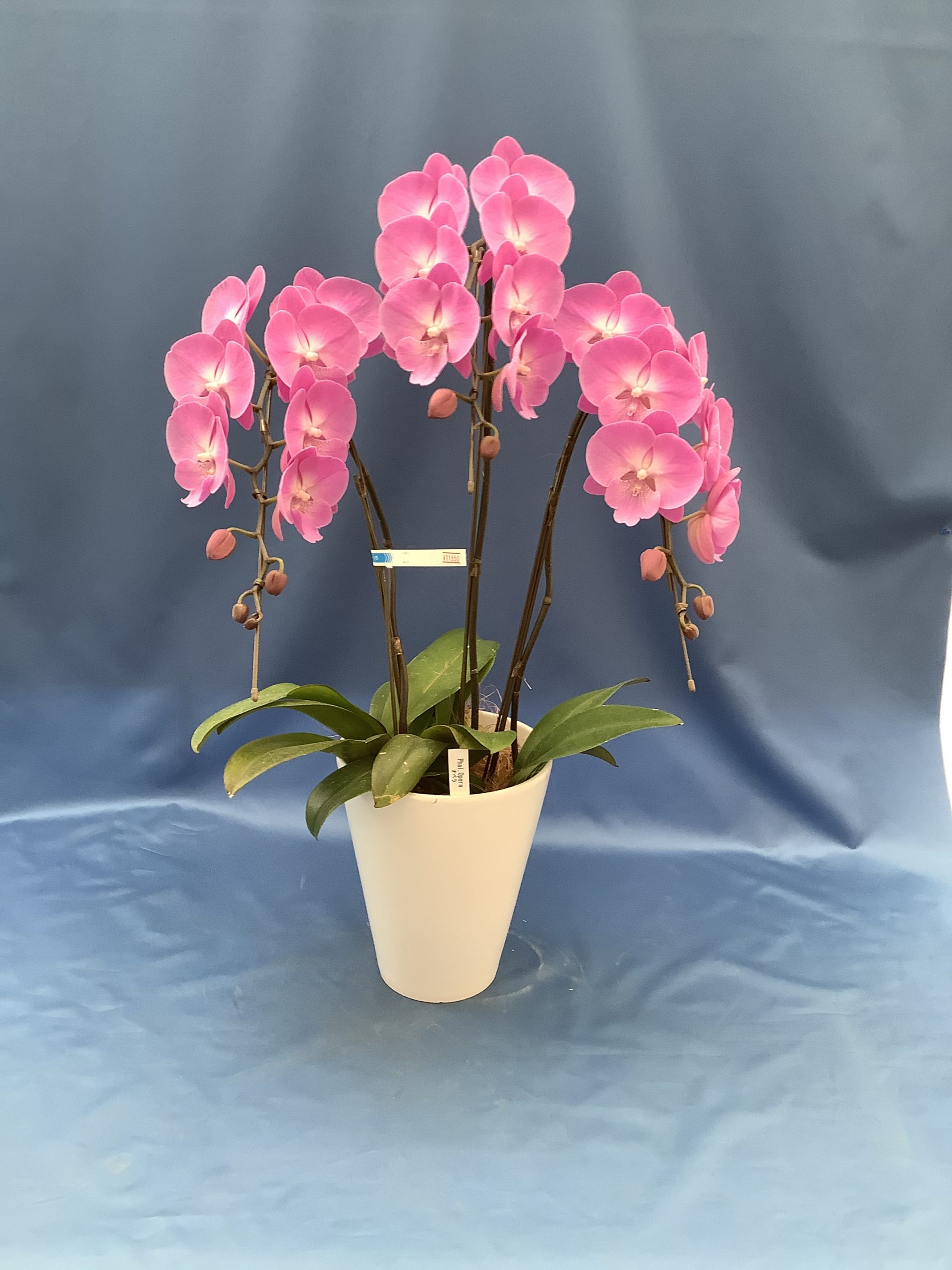 ミディ胡蝶蘭 オペラ 在庫切れ 深大寺オーキット