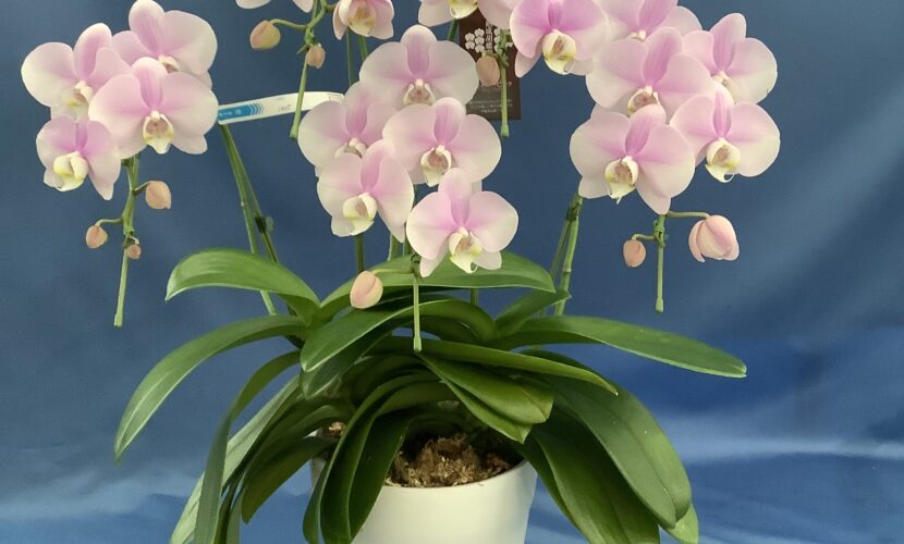 ミディ胡蝶蘭 シャイニーピンク 5本立て ￥15,950 | 深大寺