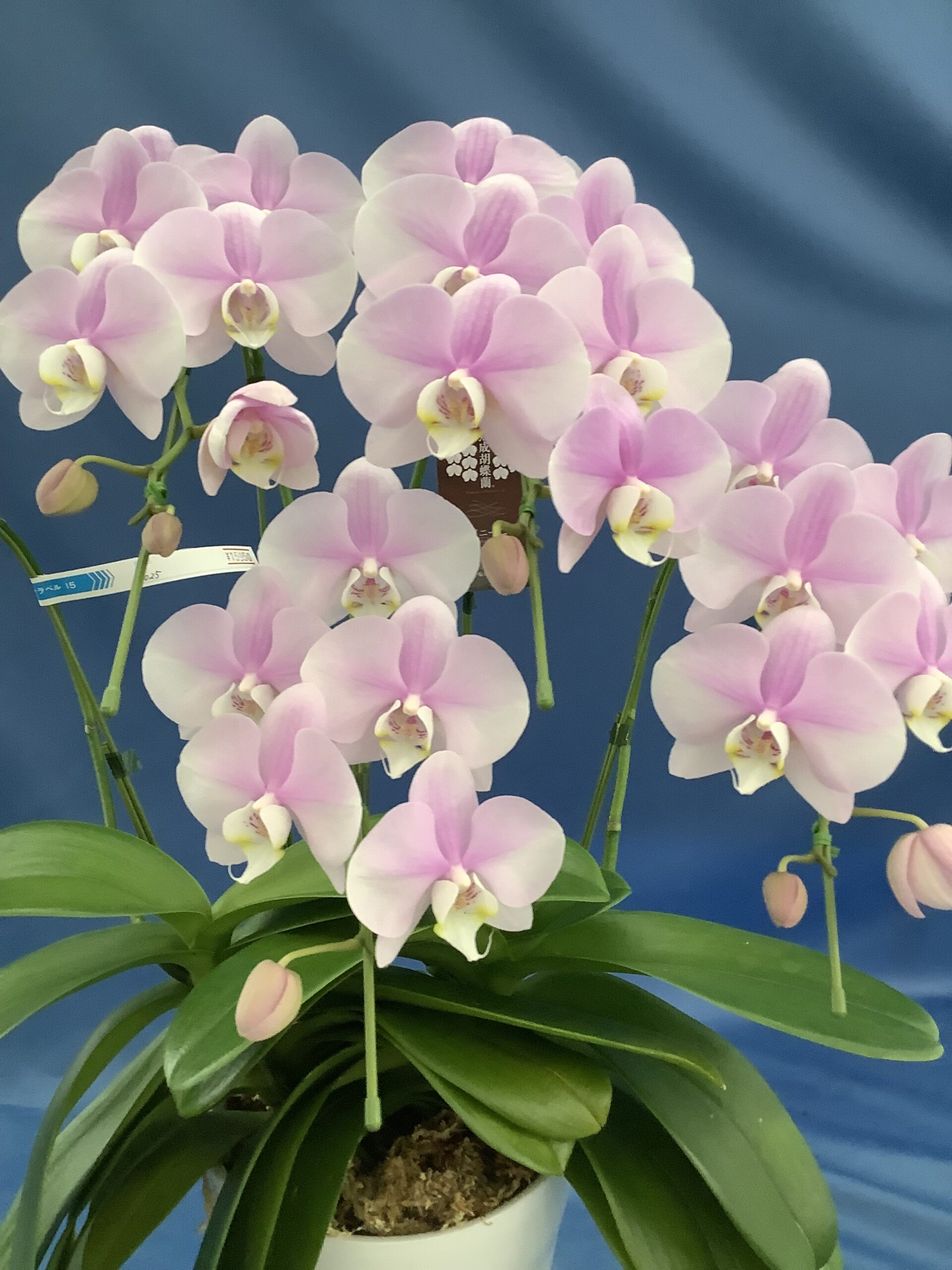 ミディ胡蝶蘭 シャイニーピンク 5本立て ￥15,950 | 深大寺